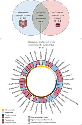 The oral-gut microbiota relationship in healthy humans: identifying shared bacteria between environments and age groups